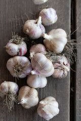 freshly dug heads of garlic bulbs, top view
