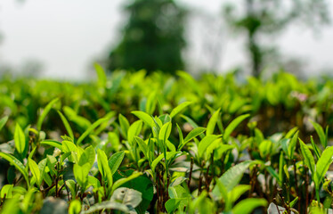 Tea plantation landscape of Darjeeling India
