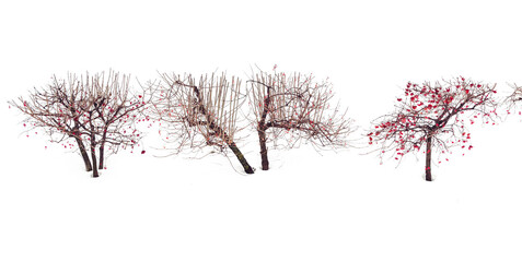 Winter trees. Viburnum trees in a row among pure white snow. Trees, isolated on white background. Simplicity and beauty of nature. Zen-like image.