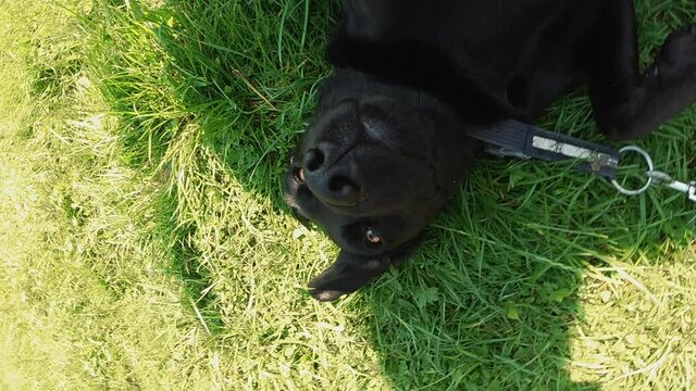 A black dog is lying on the grass