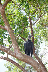 Black vulture sitting in a tree