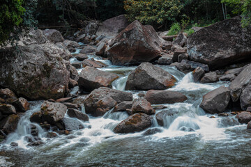 a floresta e sua complexidade 