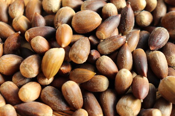 ドングリの実　日本  秋