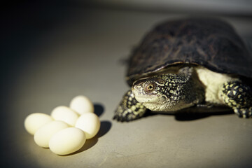 close up European Swamp Turtle isolated