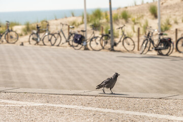 Western jackdaw aka Eurasian jackdaw at Scheveningen beach, Holland