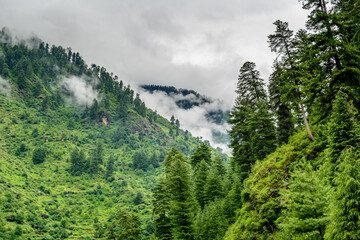 Fototapeta na wymiar Majestic Himalayan mountains covered with lush green forest and clouds in monsoon 