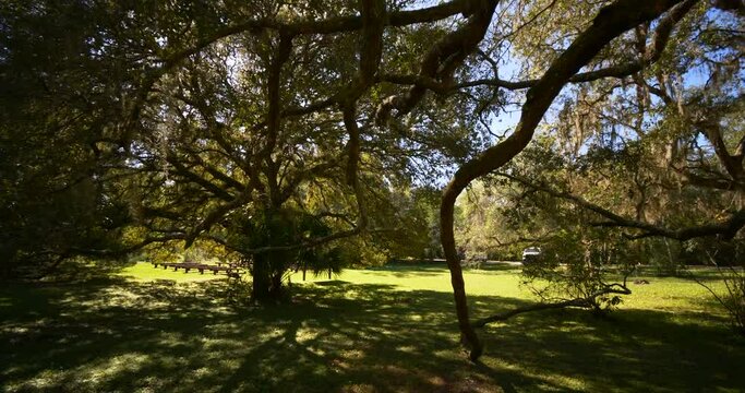 Walking among Spanich Oak Trees Ocala National Forest USA