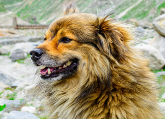 High altitude mountain dog in Spiti Valley, Himachal Pradesh, India
