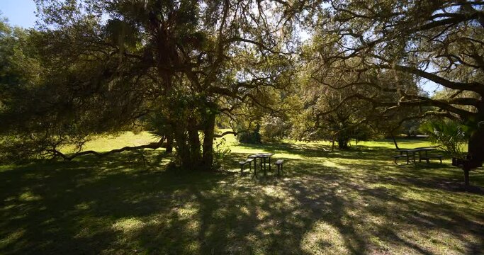 Ocala National Forest Florida USA Spanish Oak Trees nature 4k
