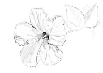 Realistic illustration with red hibiscus flower