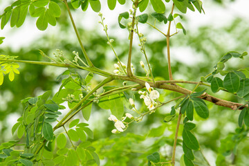 Horse radish tree