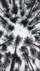 plane in the sky above the trees