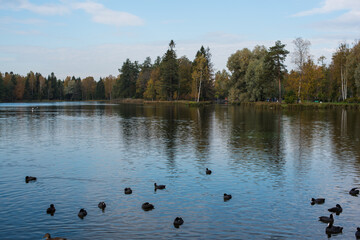sunny day on the lake in the autumn park 