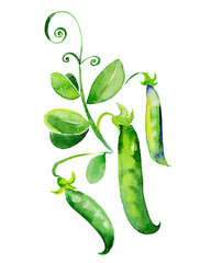 Watercolor illustration of green peas