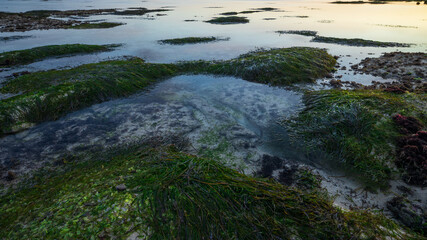 Seascape. Ocean during low tide. Waterscape. Clear water with stones and sand. Long green seaweed. Nature concept. Sunset time at the beach. Melasti beach, Bali, Indonesia.