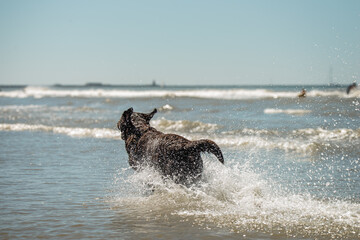 Happy chocolate labrador retriever running and splashing in the ocean