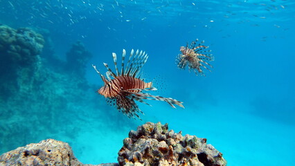 Lion Fish in the Red Sea.