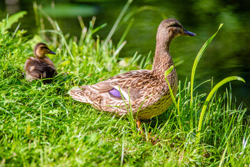 A wild duck stands on the shore of a lake
