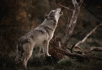 Fototapeten Howling Wolf © Stephen Canino