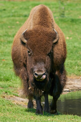 American bison (Bison bison)