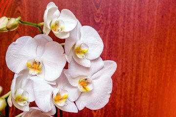 Naklejka na ściany i meble A branch of white orchids on a brown wooden background 