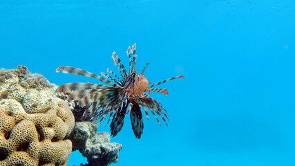 Lion Fish in the Red Sea.