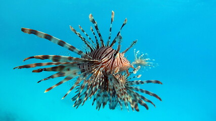 Lion Fish in the Red Sea.