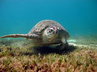 Obraz premium Big Green turtle on the reefs of the Red Sea.