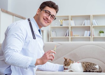 Cat visiting vet for regular checkup