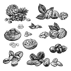 Nut sketch vector illustration. Engraving style hand drawn nuts: walnut, hazelnut, cashew, peanut, almond, pistachio, pine nuts