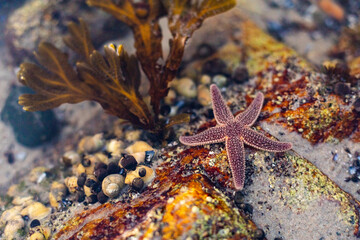 Benthic Invertebrate (Starfish)