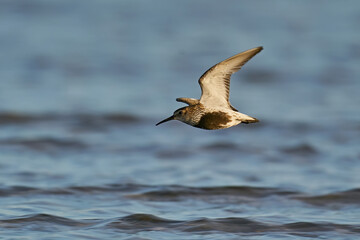 Dunlin (Calidris alpina)