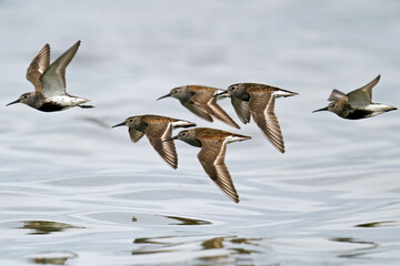 Dunlin (Calidris alpina)