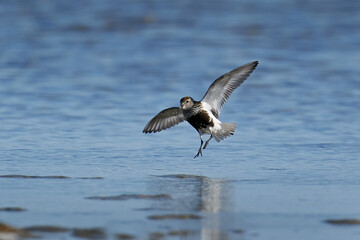 Dunlin (Calidris alpina)