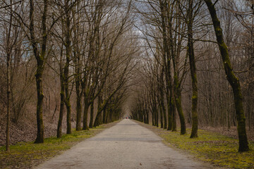 Cold looking avenue with bare trees in the winter time. No leaves are visible on the trees