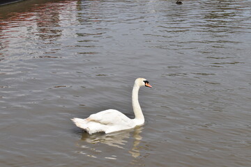 Fototapeta premium swan, bird, water, lake, white, nature, animal, wildlife, swans, beautiful, birds, river, pond, wild, beauty, love, reflection, graceful, swim, animals, feather, elegance, swimming, blue, grace