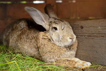Close-up portrait of an animal. Big rabbit in a wooden cage on the farm.