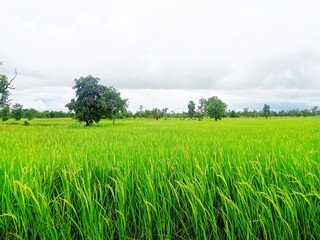 green field and blue sky