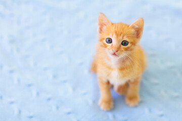 Baby cat. Ginger kitten playing at home.