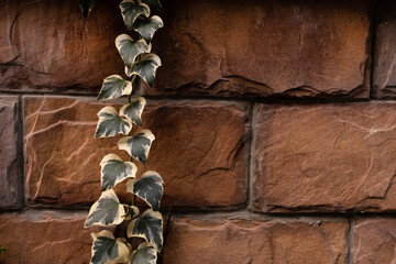 Wall with ancient stones. The plant is a creeper on the wall.