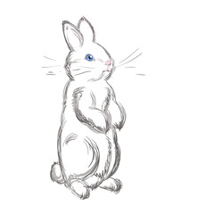 Vector Illustration of Adorable Bunny with Blue Eyes. Sketched Little Cute Rabbit. Monochrome Freehand Drawing. Kids Style Graphic. Stylized Cartoon Beautiful Leveret. Realistic Drawing. Animal Art
