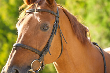 Obraz premium Beautiful brown horse outdoors on sunny day