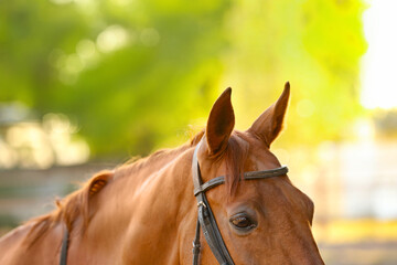 Beautiful brown horse outdoors on sunny day