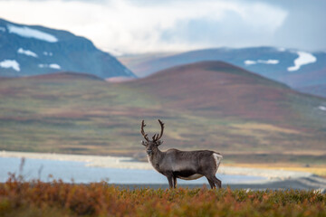 Rentier auf einem schwedischen Pass