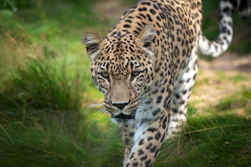 Fototapeta premium Leopardenmännchen auf seinem Spatziergang