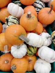 pumpkins and gourds