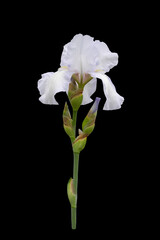 Blooming white iris flower.