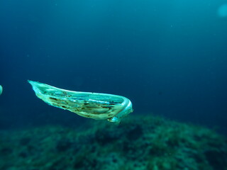 Shell