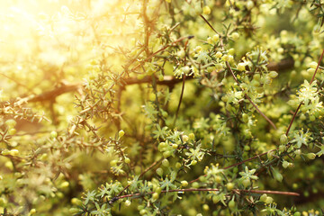 Fresh green leaves in nature