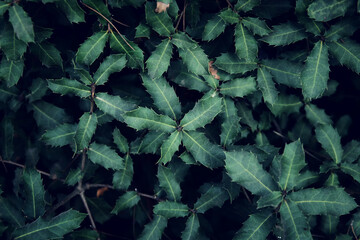 Dark green foliage, leaves pattern